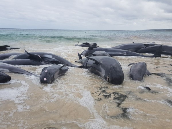 Снимка Би Ти ВиНад 150 кита бяха открити заседнали на