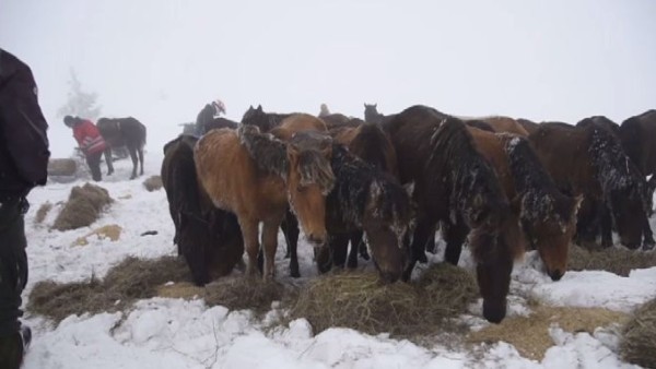 Снимка Би Ти ВиДесетки коне бедстват, изоставени в Осоговската планина.