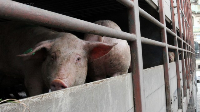 Снимка БГНЕСЕдва 40 процента от свинското месо на българския пазар