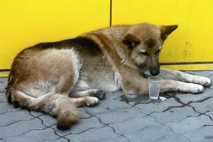 Столична община отчита рекордно малко бездомни кучета