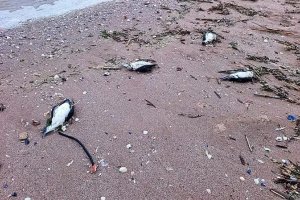 Морът на буревестници и делфини до Шабла най-вероятно е от мрежи