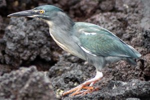 200 г. след Дарвин студент откри нов вид птица от Галапагос