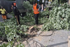 Скандал във Варна осветли как се секат "липи алергени"