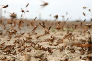 Петрич обяви бедствено положение заради марокански скакалци