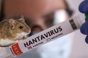 СЗО: Броят на болните с хантавирус може да се увеличи