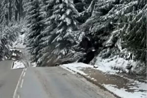 Свлачището на пътя Смолян - Пампорово повали огромни ели