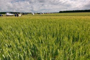С до 20% по-скъпа се очаква да е новата реколта от пшеница