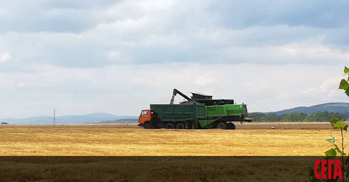 Около 40% по-ниски добиви от пшеница в сравнение с миналата