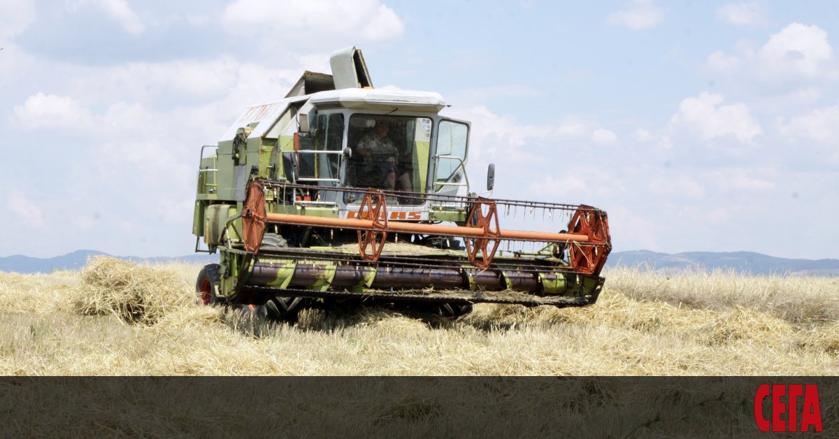 Рекордни добиви на пшеница за последните две десетилетия отчитат зърнопроизводителите