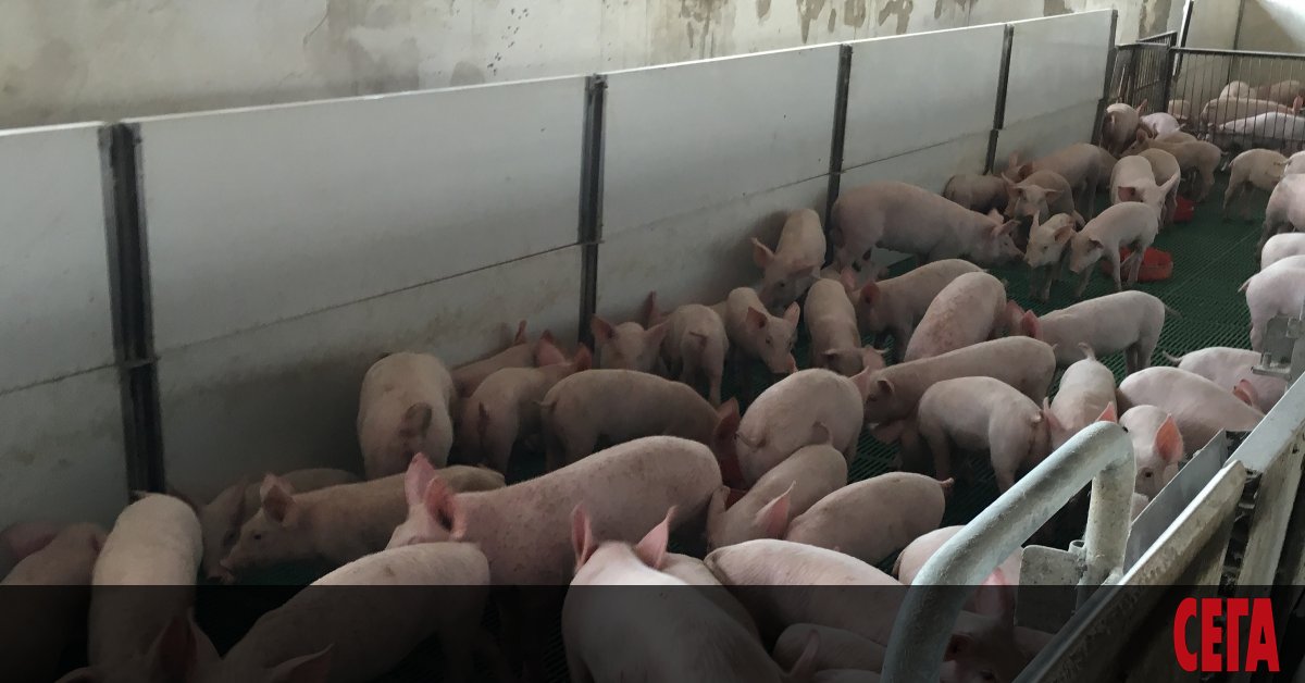 Африканската чума по свинете вече е истинско национално бедствие. На