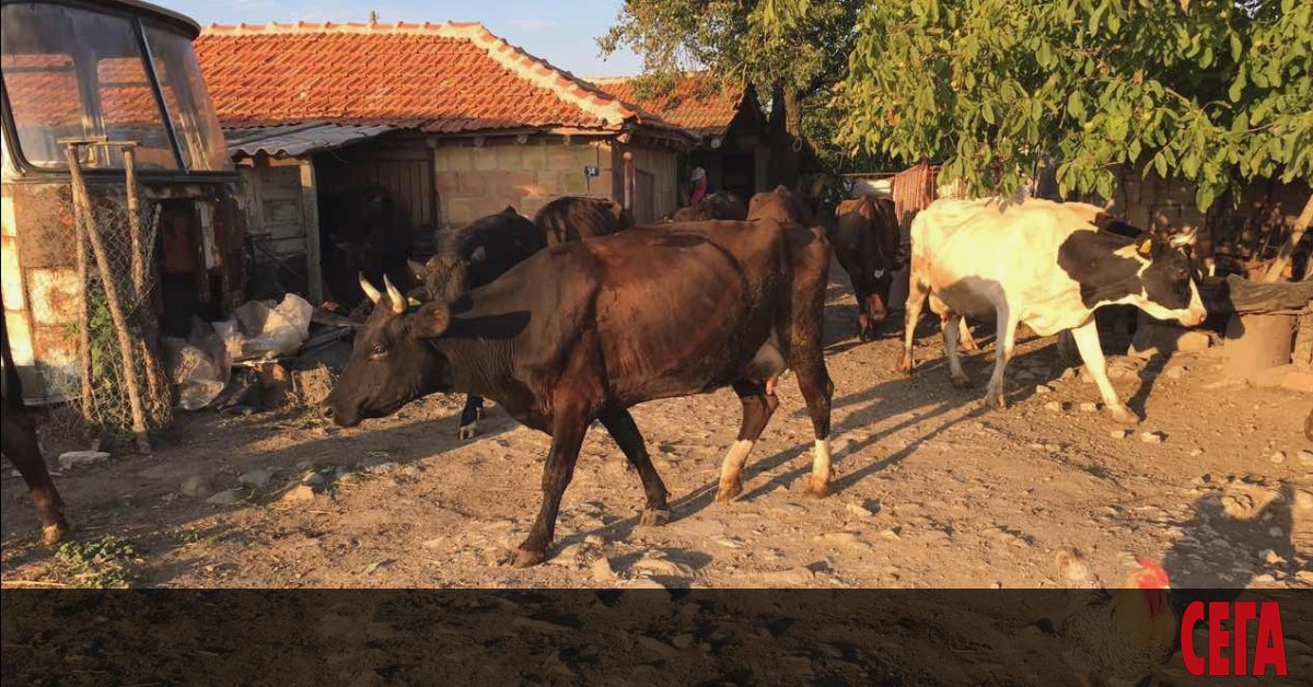 Милиони са били източени от изгаряне на виртуални животни. Това