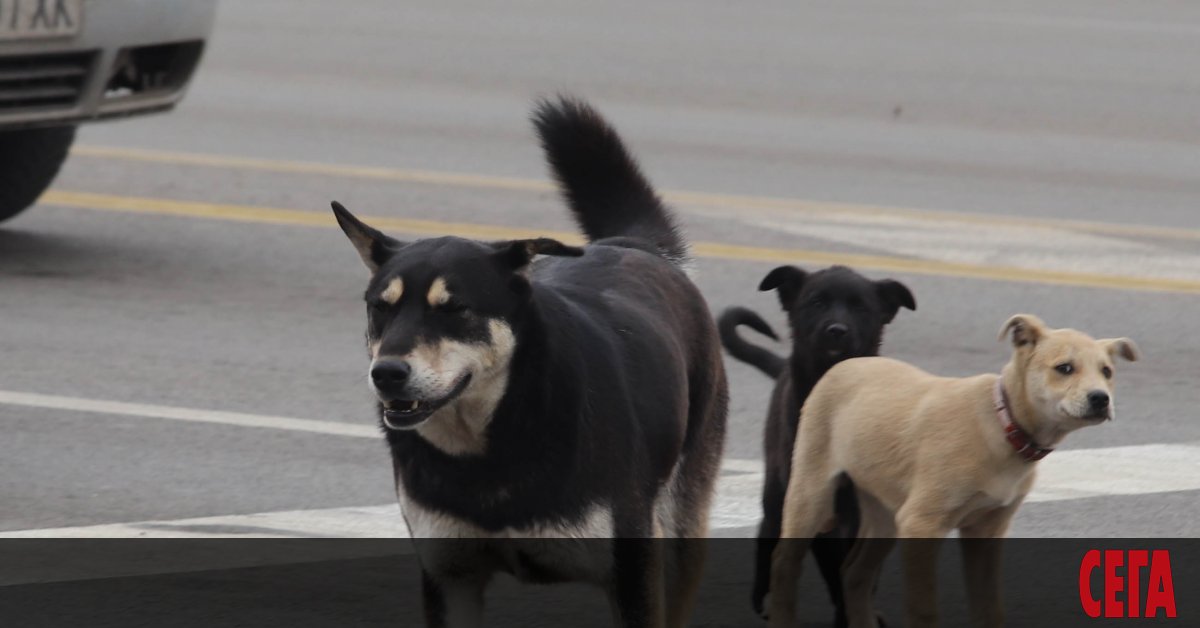 В рамките на една година Столична община е била осъдена 20