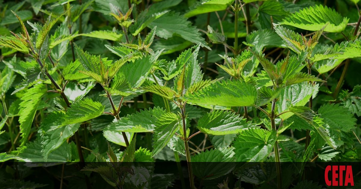 Анемията е често срещано заболяване, което се развива в резултат на