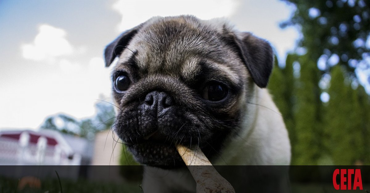 Намерих на улицата един кокал – голям, с много мръвка