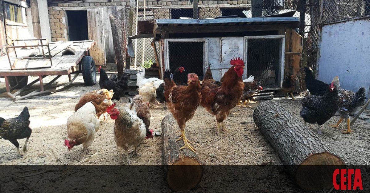 Българската агенция за безопасност на храните (БАБХ) установи огнище на