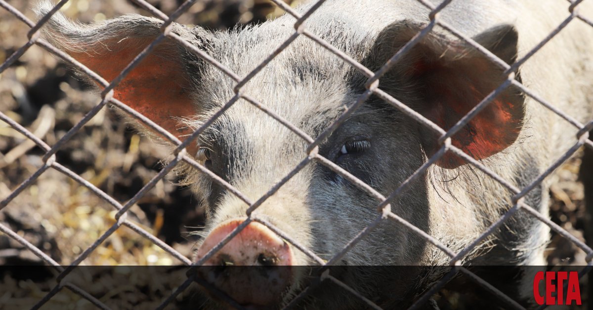 Малко време ни трябваше, за да разберем коя е Баба