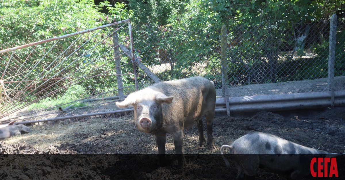Българските власти са на път да заличат свиневъдството, като се