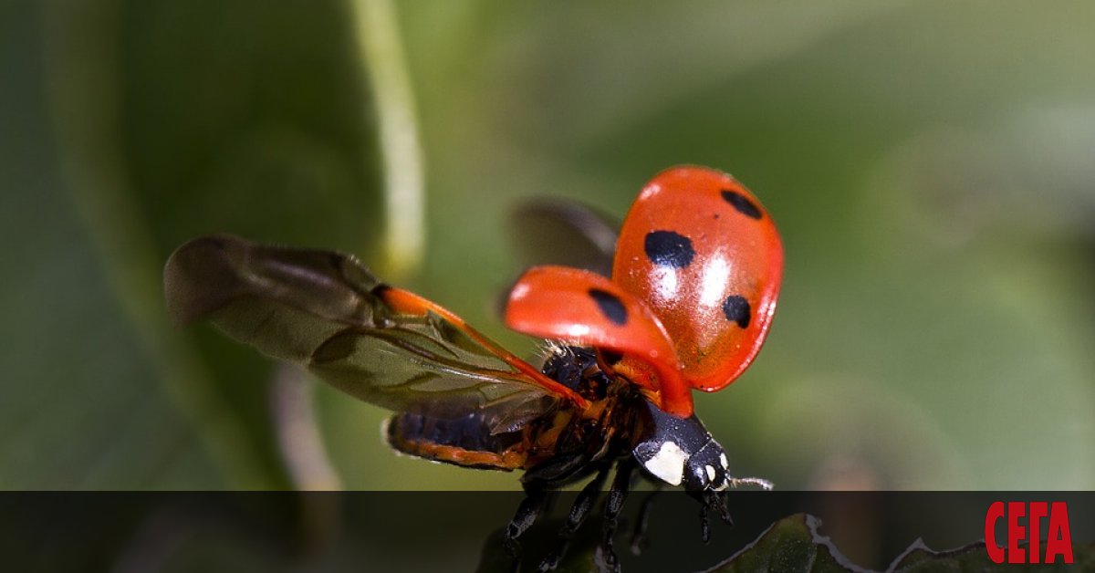 РЕПОРТЕР НА МЕДИАПУЛ СЕ ПРЕРЕДИ на опашка за талончета пред