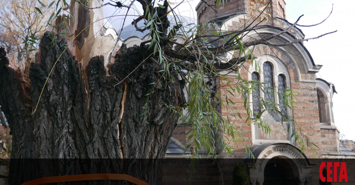 Двете емблематични върби пред църквата Св. Седмочисленици в София ще