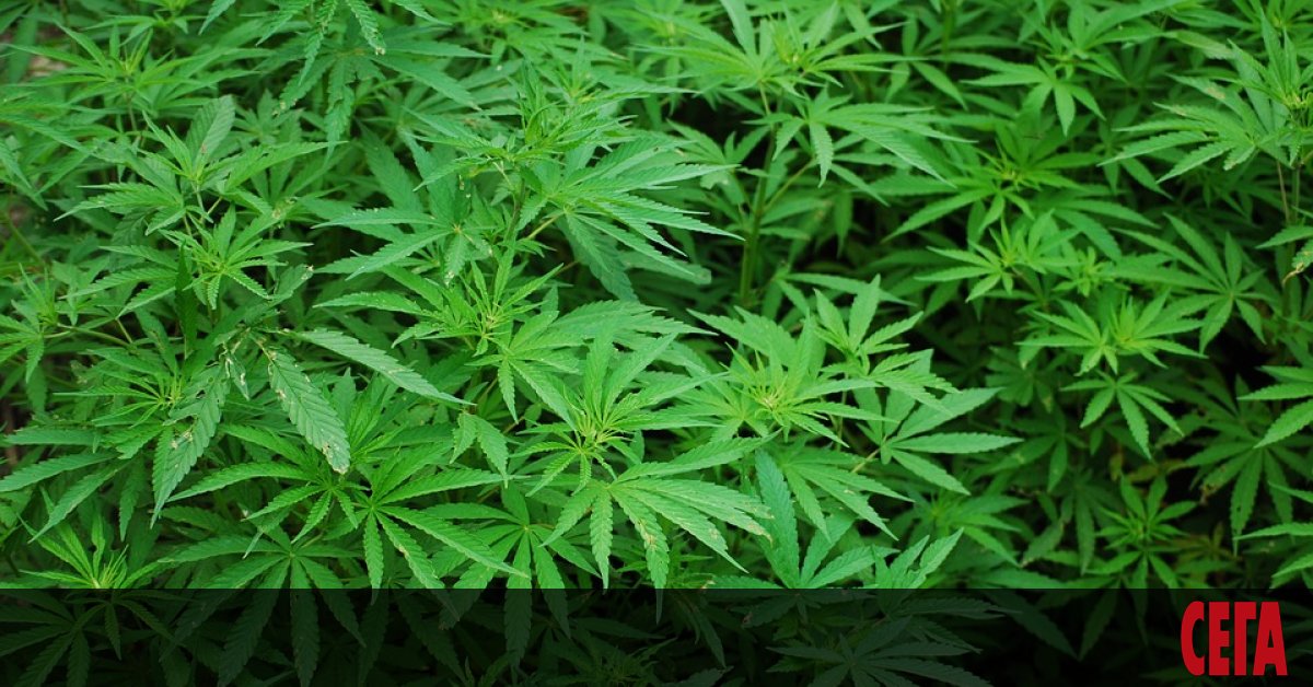 Ilinojs Legalizira Marihuanata Ot 1 Yanuari Sega