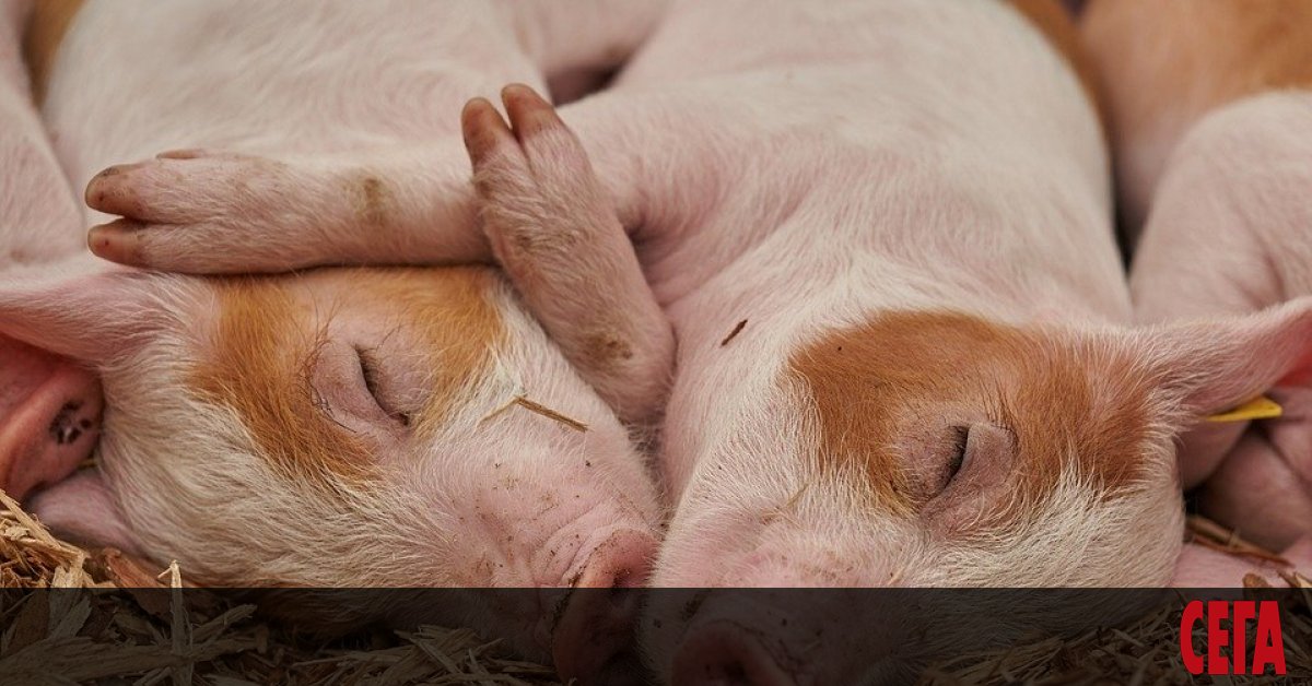 Когато нормалните хора не могат да заспят, започват да броят