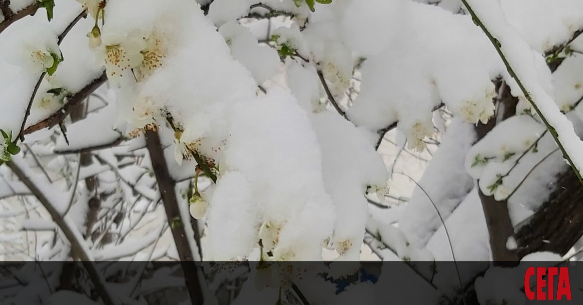 Валежите от последните дни създадоха големи проблеми в две общини.