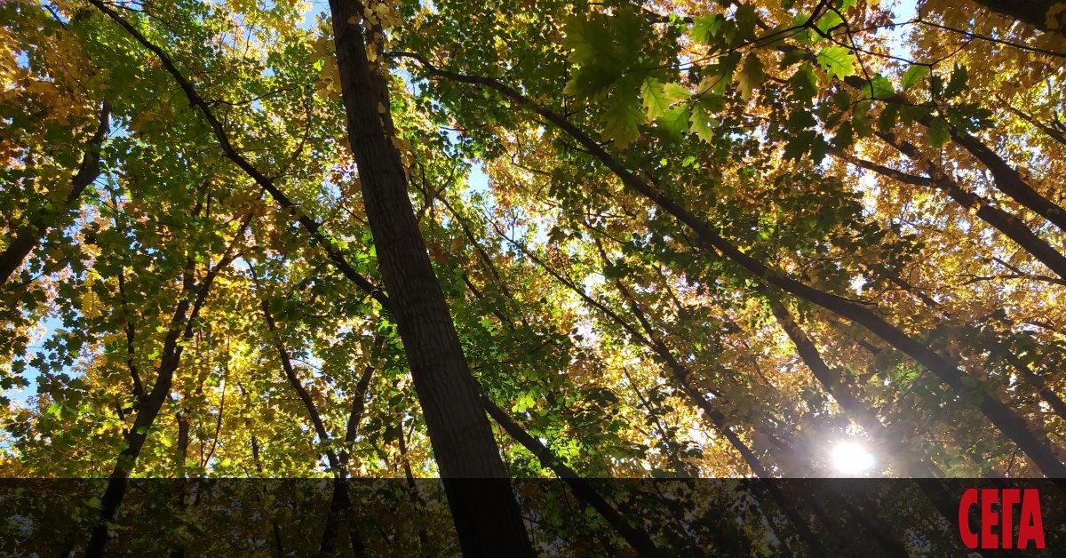 Кметовете на населените места и районите да могат еднолично да