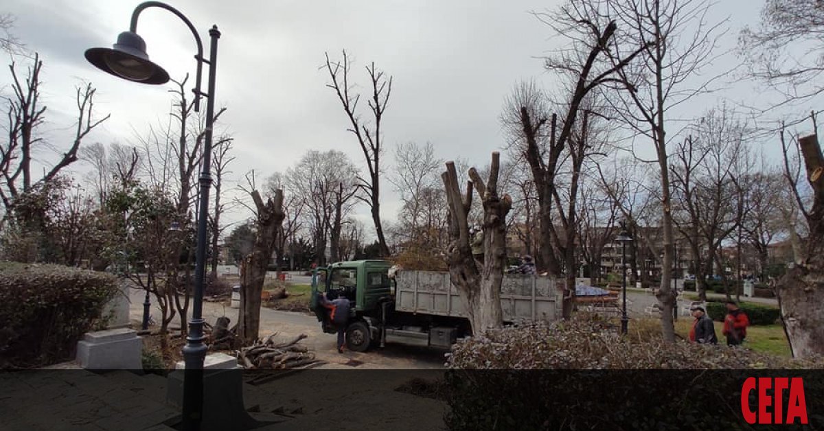 Резитба на клони и дървета в Морската градина на Бургас