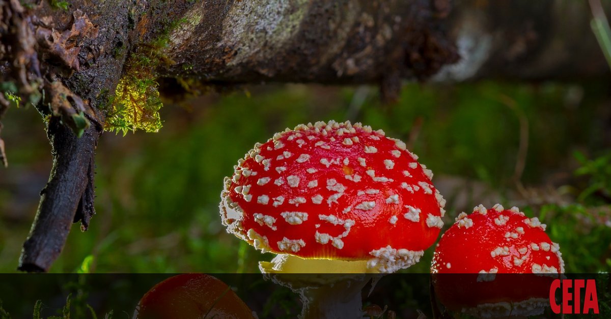 Един съсредоточен избирател замислил се решително-дълбоко:  страхотни гъби има във