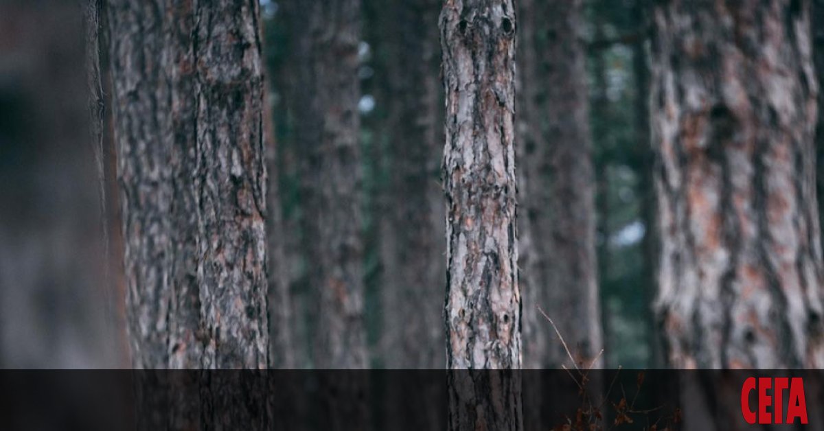 Един от най-популярните млади българи в момента е Кристофър Русев.