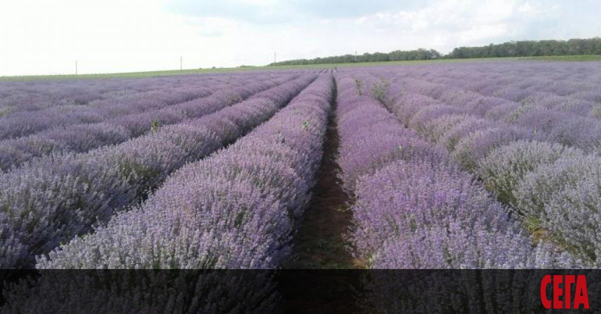 Поне 100 тона лавандулово масло от миналата година залежава в