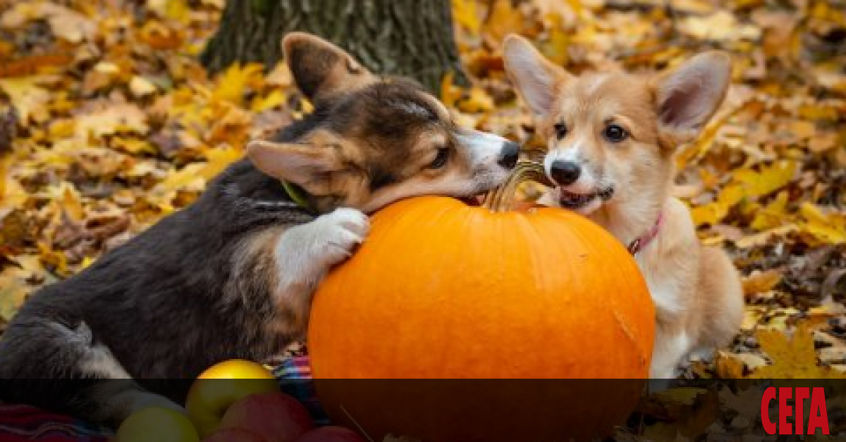 Един овчар излиза час по час да ни разправя врели-некипели;