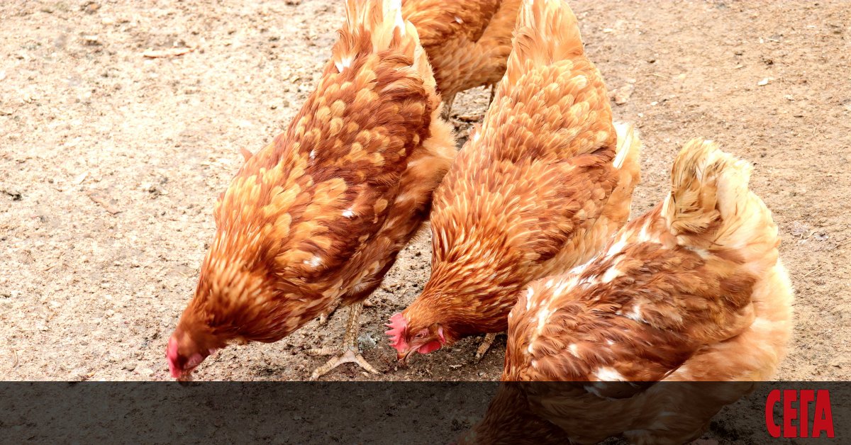 Очаква се днес да започне избиването на около 40 000