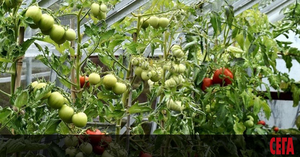 Пазарът ще остане без български оранжерийни зеленчуци през зимата и българите