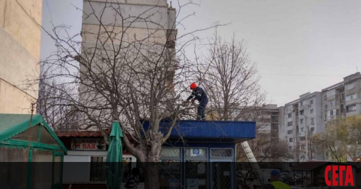 Над 20 сигнала за паднали дървета са получени на територията на