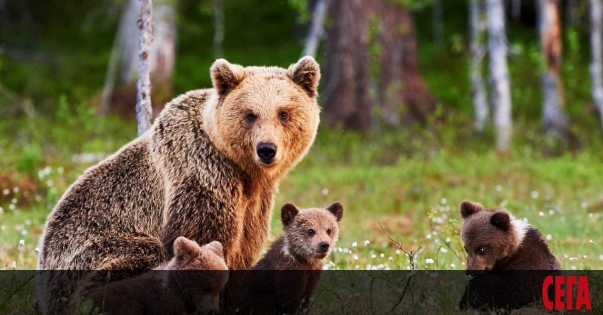 Кафявите мечки се оказаха виновни за особен вид бюджетни разходи - за обезщетяване