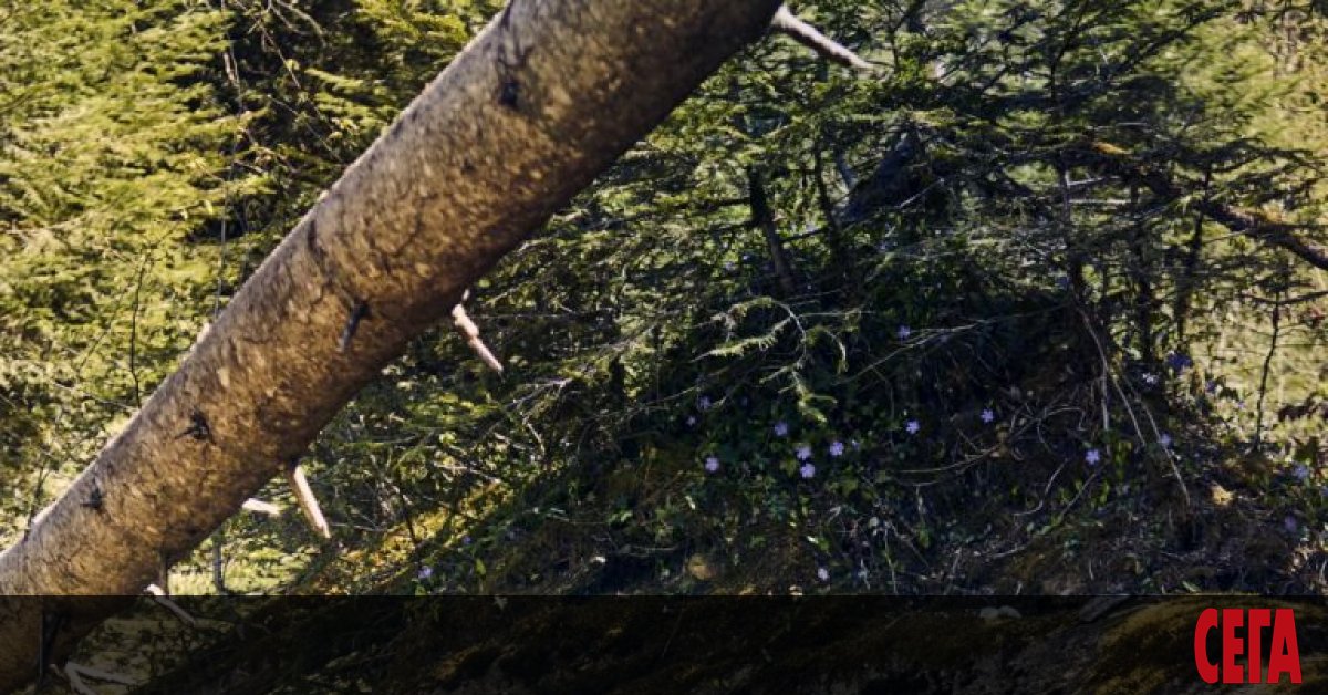 Софийската публика ще е щастлива да чуе на 24 март