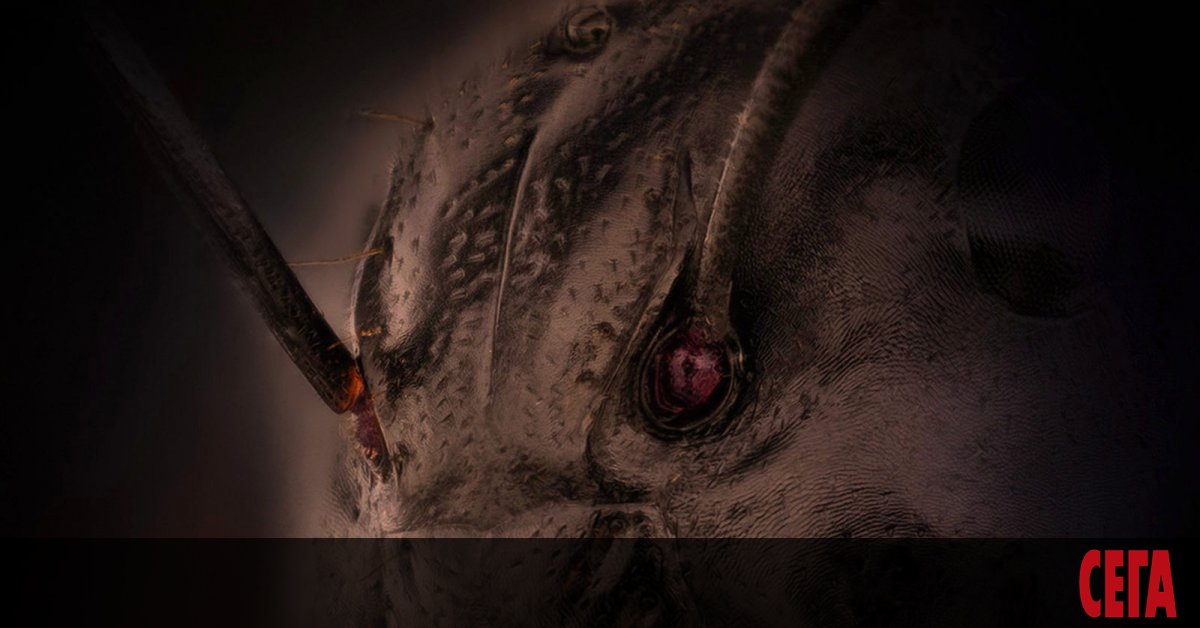 Увеличена снимка на лице на мравка, която беше част от