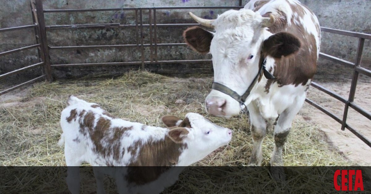 Клонирана крава даде потомство за първи път в Русия, съобщи