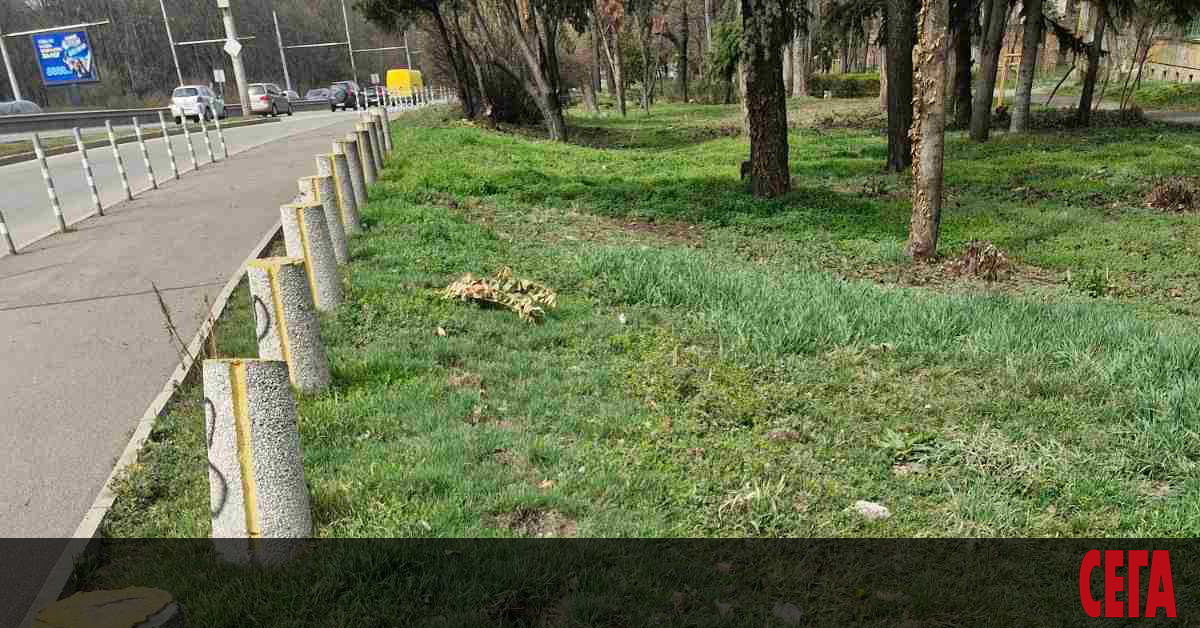 Мъж открадна 60 фиданки от бул. Цариградско шосе в София