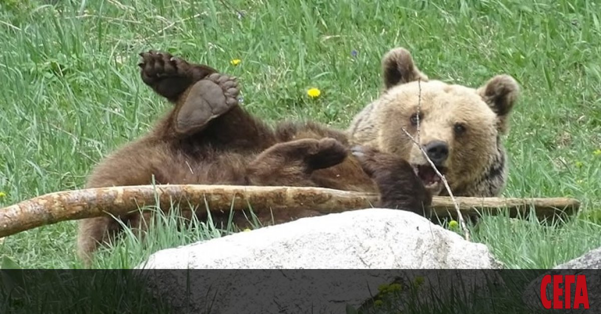 Цели 165 дни - толкова спа мечката Мима в парка