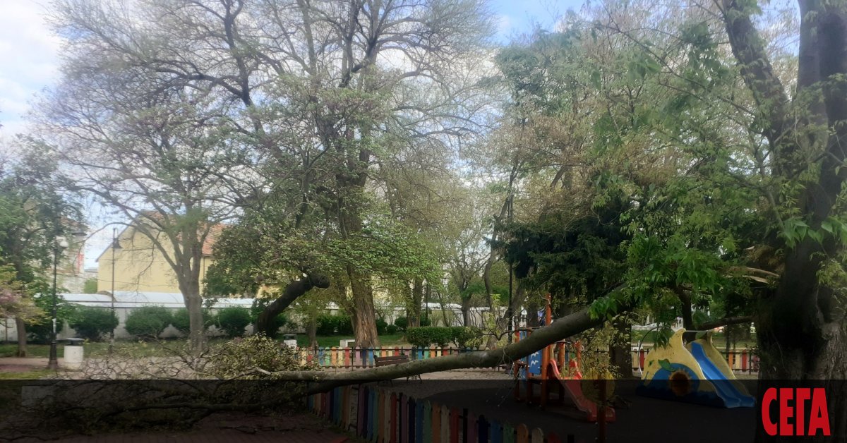 Огромен клон от дърво директно се е стоварил върху детска