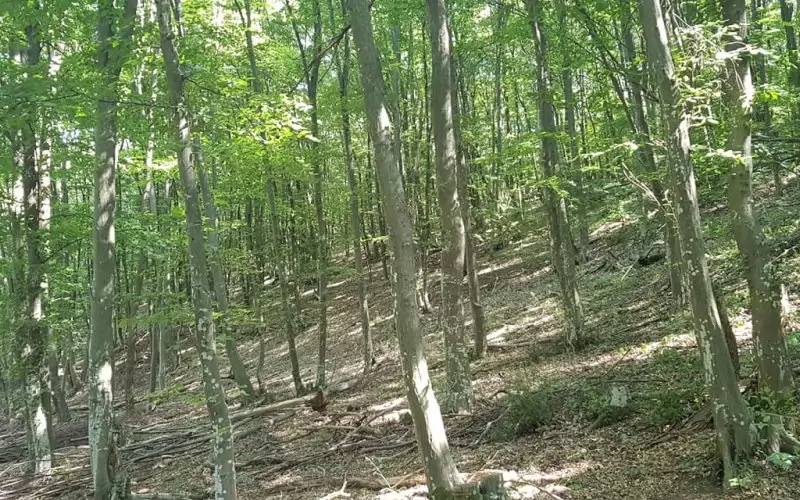 Част от гората, която ще трябва бъде изсечена заради кариерата.