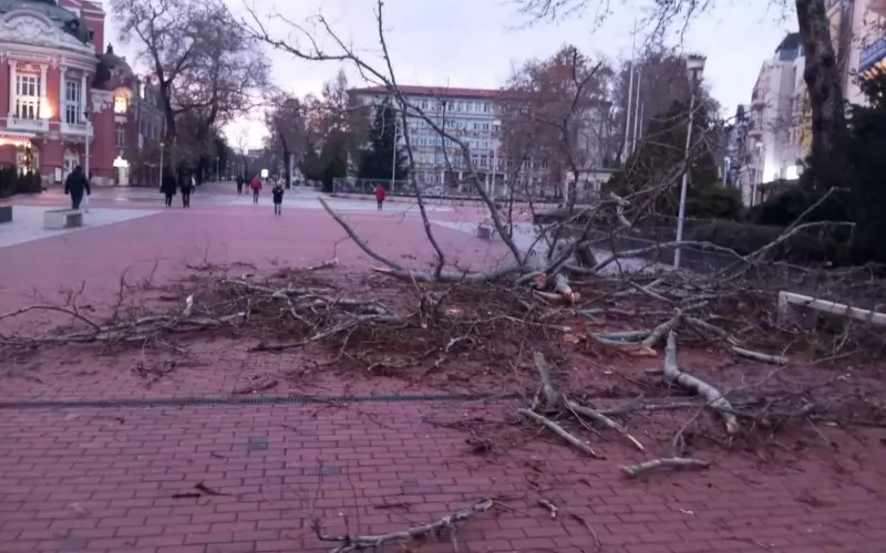 Клон падна този уикенд във Варна на централния площад "Независимост", малко под шадравана.