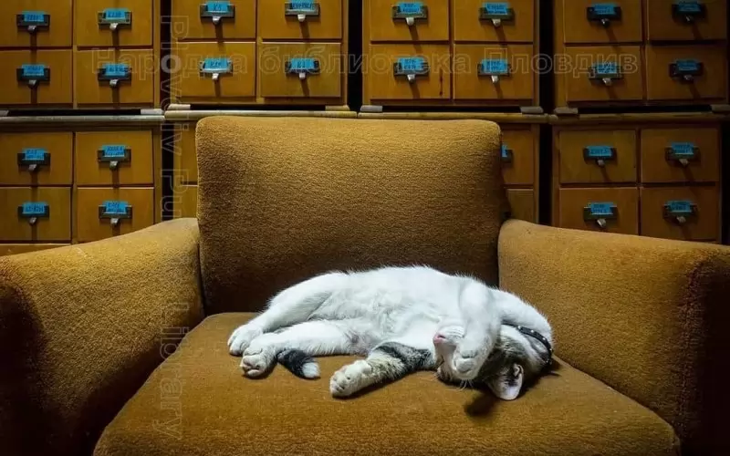 Котаракът се чувства у дома си в библиотеката.