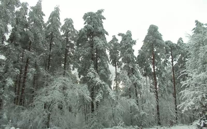 Странджа през зимата. Снимката е илюстративна.
