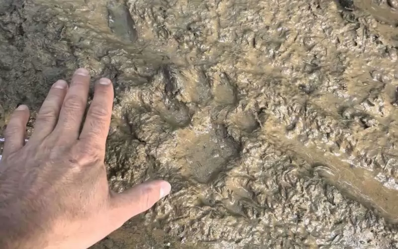 На брифинга бе показана и снимка на намераната следа от лапата на леопарда