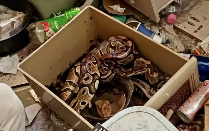 Питоните от "Враждебна".