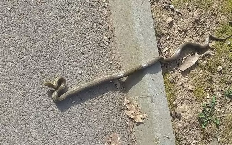 След направата на проходи и коридори смоците няма да преминават по пътната настилка и няма да има опасност за живота им.