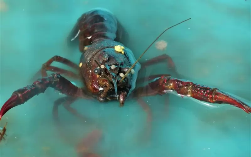 Омарите, които попадат в мрежите, най-вероятно са европейски вид, характерен за по-топли и солени води.